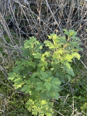Ribes malvaceum