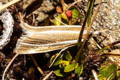 Orocrambus philpotti