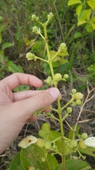 Amphilophium elongatum