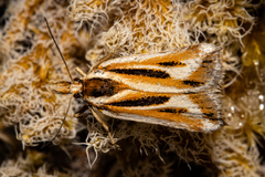 Scoparia subita