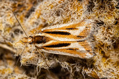 Scoparia subita