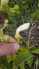 Amphilophium elongatum