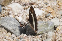 Adelpha alala