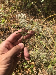 Eupatorium hyssopifolium