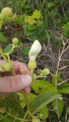 Amphilophium elongatum