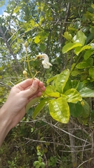 Amphilophium elongatum