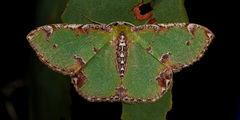 Eucyclodes buprestaria