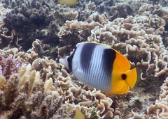 Chaetodon ulietensis