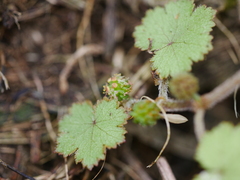 Hydrocotyle moschata moschata