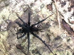 Linothele longicauda