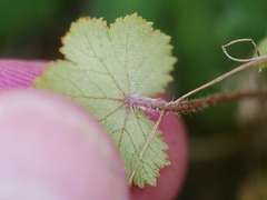 Hydrocotyle moschata moschata