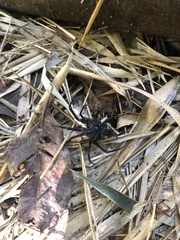 Linothele longicauda