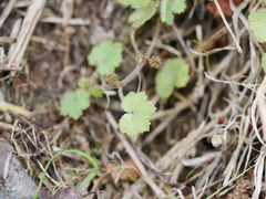 Hydrocotyle moschata moschata