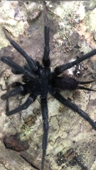 Linothele longicauda