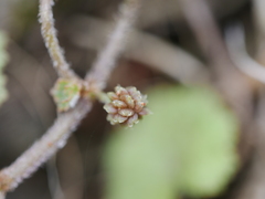 Hydrocotyle moschata moschata