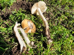 Amanita velosa