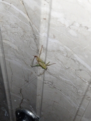 Stenophyllia modesta