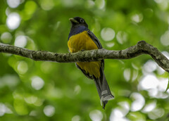 Trogon rufus chrysochloros