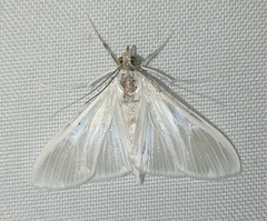 Palpita flegia