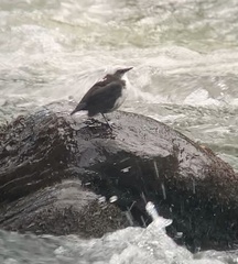 Cinclus leucocephalus