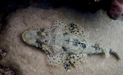 Cymbacephalus beauforti