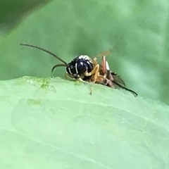 Diplazon laetatorius