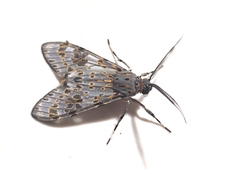 Eucereon myrina