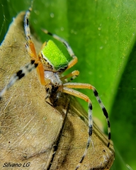 Eriophora nephiloides