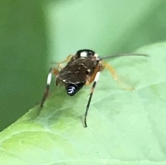 Diplazon laetatorius