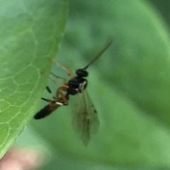 Diplazon laetatorius