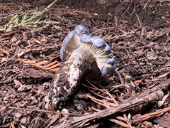 Entoloma medianox