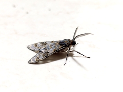 Eucereon myrina