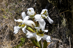 Chloraea longipetala