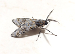 Eucereon myrina