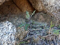 Lyrocarpa coulteri