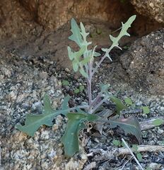 Lyrocarpa coulteri