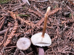 Melanoleuca melaleuca