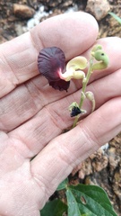 Macroptilium atropurpureum