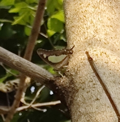Polyura agraria