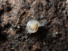 Vitrea contracta