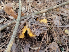 Cantharellus californicus