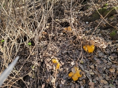 Cantharellus californicus