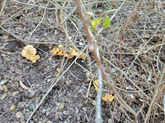 Cantharellus californicus