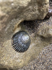 Cellana