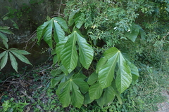 Sterculia apetala