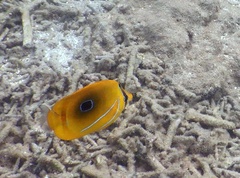 Chaetodon bennetti
