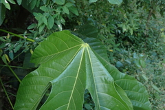 Sterculia apetala