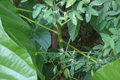 Sterculia apetala