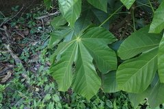 Sterculia apetala