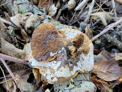 Cerioporus leptocephalus